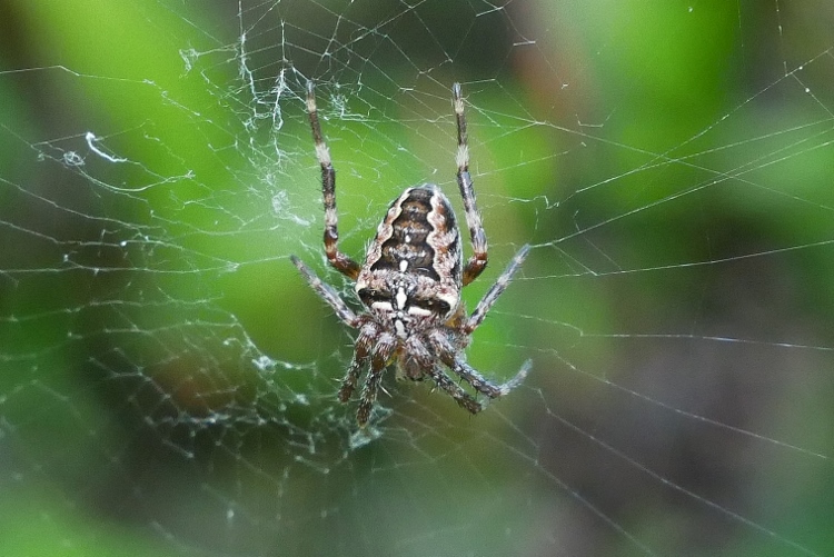 Araneus diadematus? S ! -  Sassoferrato (AN)